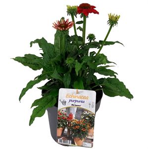 Afbeelding van VP Echinacea P19 knop Lakota Orange / Red